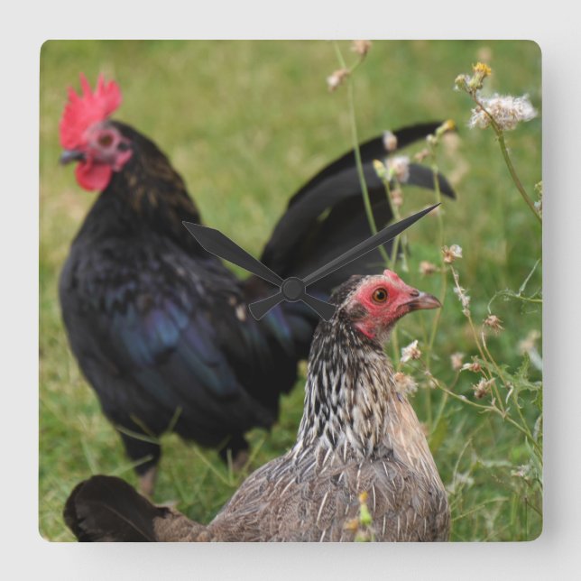 Tupp och Hen Fyrkantig Klocka (Framsida)