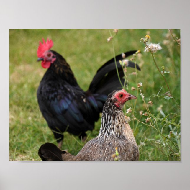 Tupp och Hen Poster (Framsidan)