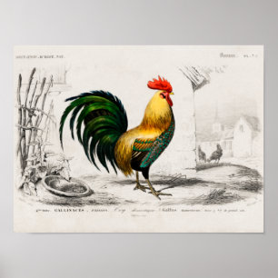 Tupp på gård poster