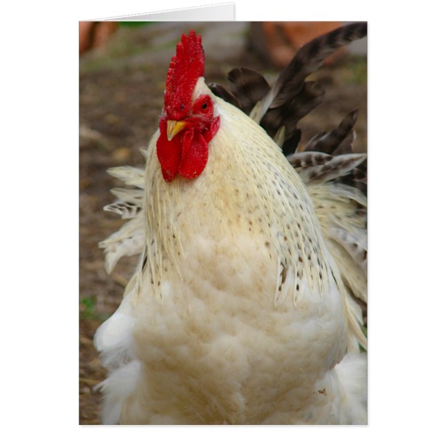 Tupp på Windy Day Hälsningskort (Framsidan)