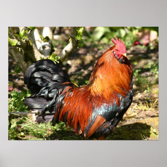 tupp poster (Framsidan)