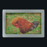 Tupp Preening<br><div class="desc">Tupp Preening Photo by Sandy Closs "farm yard tupp" "dekorative tupp" "colorful tupp "" "hankyckling" "boskap" "gamecock" kycklinghöna</div>