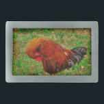 Tupp Preening<br><div class="desc">Tupp Preening Photo by Sandy Closs "farm yard tupp" "dekorative tupp" "colorful tupp "" "hankyckling" "boskap" "gamecock" kycklinghöna</div>