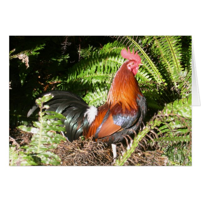 Tupp - Red Jungle Fowl Hälsningskort (Framsidan Horizontal)
