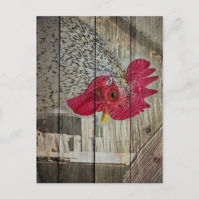 Tupp Rustic Chicken Coop Barn Board Vykort (Framsida)