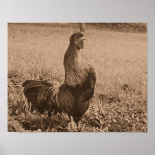 Tupp som befordras med Sepia Brown-djur Poster