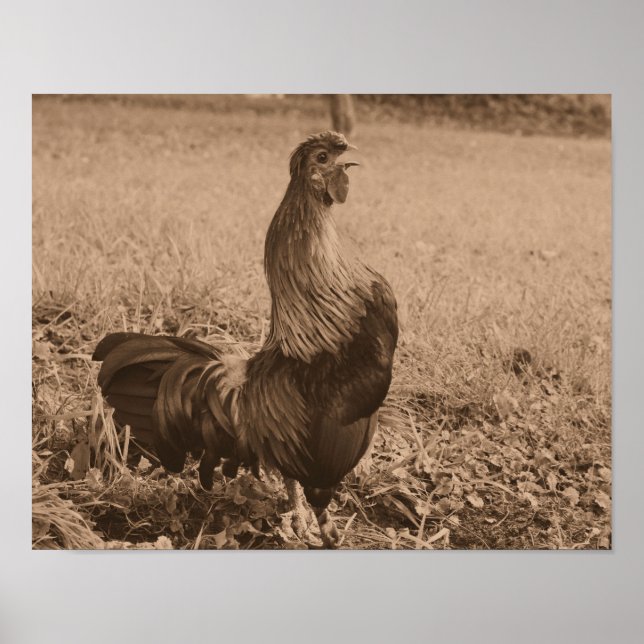 Tupp som befordras med Sepia Brown-djur Poster (Framsidan)