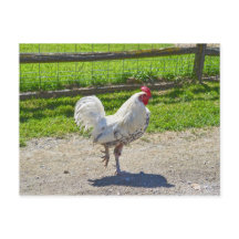 Tupp som korsar vägen på en Vermont Farm