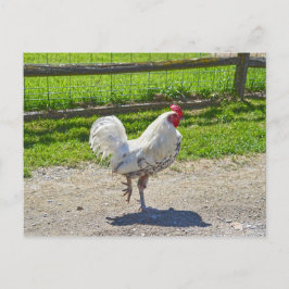 Tupp som korsar vägen på en Vermont Farm Vykort