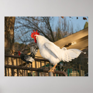 tuppar ’Bantam & Sebright’ Poster