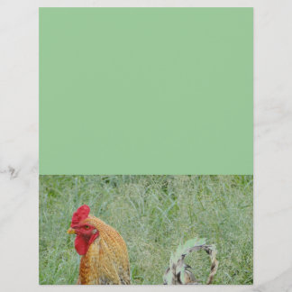 Tuppar djur gård färgrik kyckling