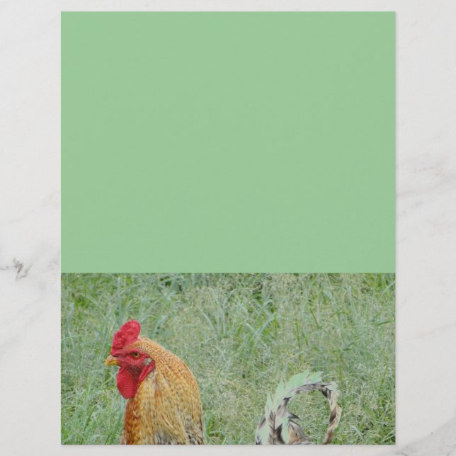 Tuppar djur gård färgrik kyckling (Framsida)