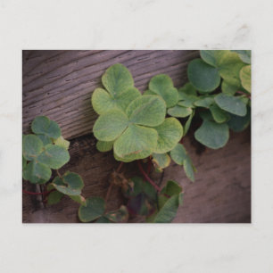 Tur eller Bestämd? Saint Patrick's Day Shamrocks Vykort