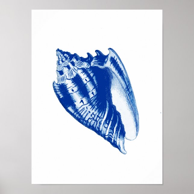 Turban Conch Snäcka, Indigo Blue and White Poster (Framsidan)