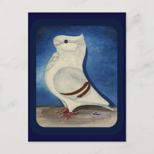Turbit Pigeon 1979 Vykort