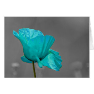 Turcos Poppy-blomma Hälsningskort