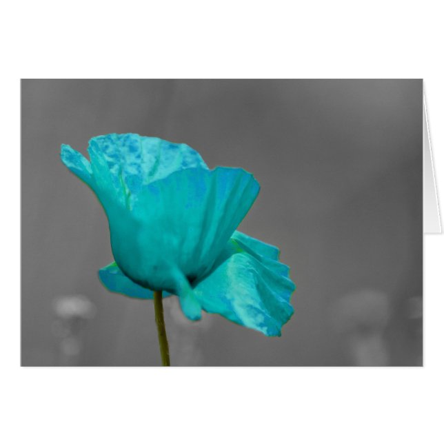 Turcos Poppy-blomma Hälsningskort (Framsidan Horizontal)