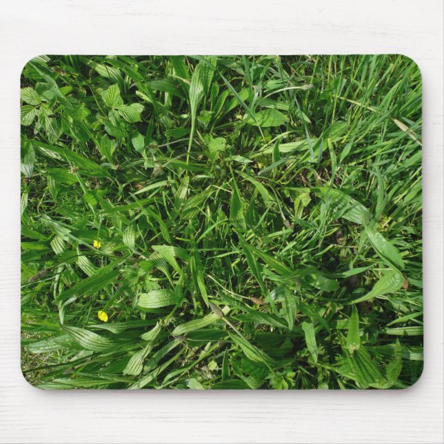 Turf Musmatta (Framsidan)