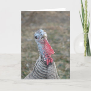 Turk, Turk, Turkiet Hen Kort