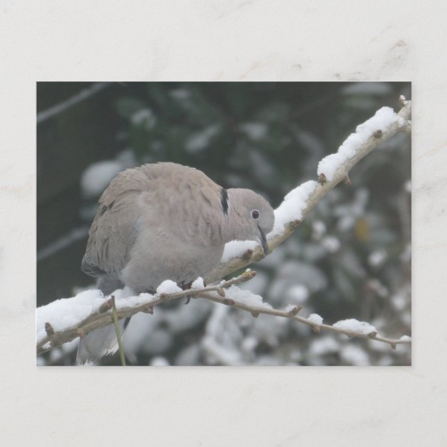 Turkduva i snö DIY vykort (Framsida)