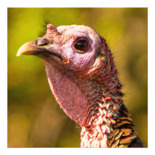 Turkey Up Close Kodak Pro fotopapper 24 x 24 Fototryck