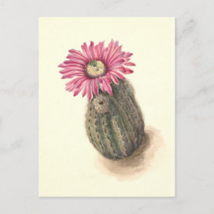 Turkeyhead Cactus Botanical Illustration Vykort