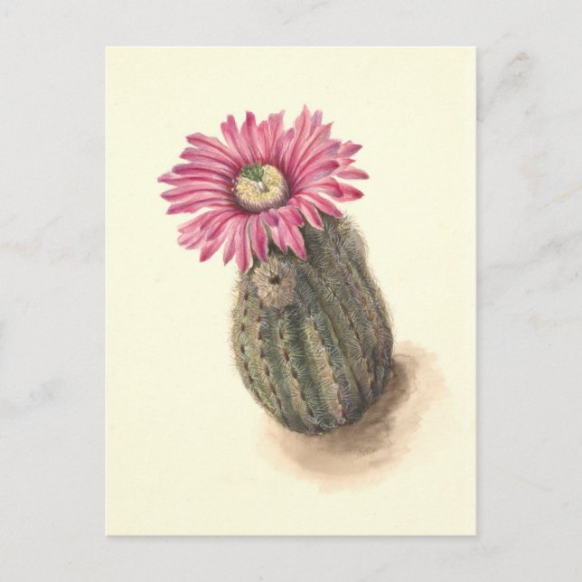 Turkeyhead Cactus Botanical Illustration Vykort (Framsida)
