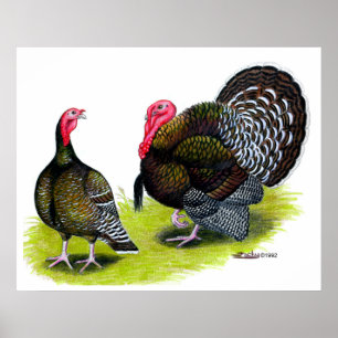 Turkiet Broad Breast Bronze Poster