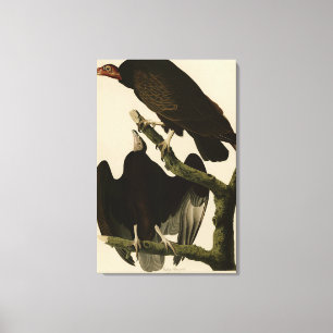 Turkiet Buzzard från Audubon's Birds of America Canvastryck
