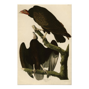 Turkiet Buzzard från Audubon's Birds of America Fototryck