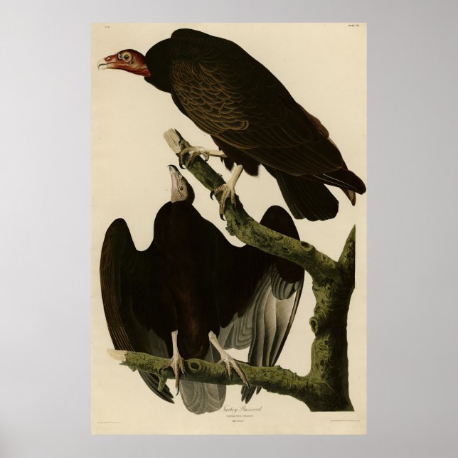 Turkiet Buzzard från Audubon's Birds of America Poster (Framsidan)