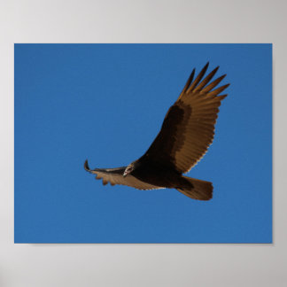 Turkiet Buzzard under flygning Poster