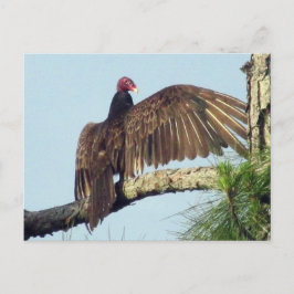 Turkiet Buzzard Vculture Postcard Vykort
