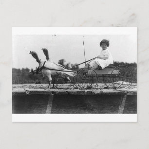 Turkiet Carriage Vykort