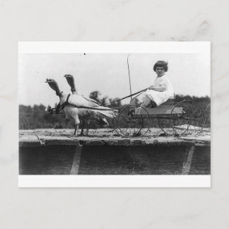 Turkiet Carriage Vykort