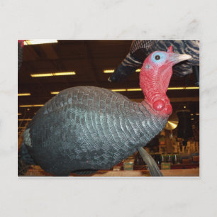 Turkiet Decoy Vykort