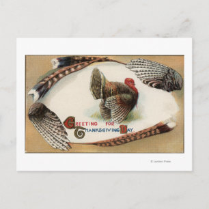 Turkiet Feathers Vykort