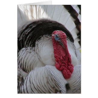 Turkiet Hälsningskort