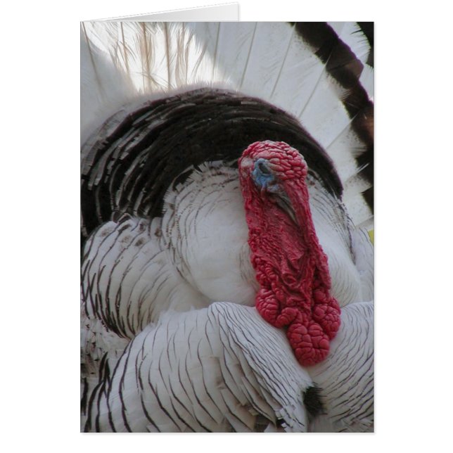 Turkiet Hälsningskort (Framsidan)