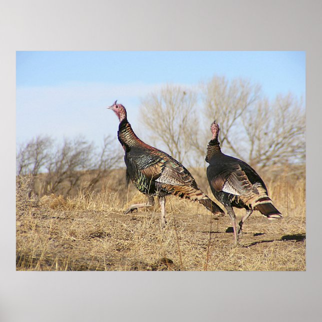 Turkiet Horisont Poster (Framsidan)