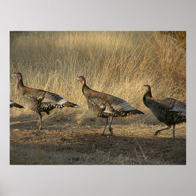 Turkiet mars i solnedgång poster (Framsidan)