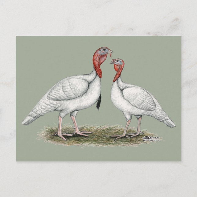 Turkiet Mini Whites Vykort (Framsida)