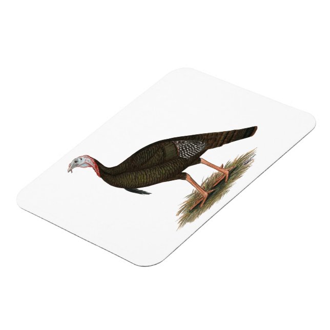 Turkiet:  Östra Vild Tom Magnet (Vänstra Sidan)