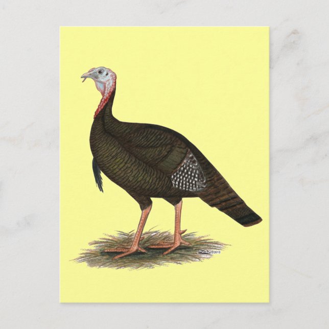 Turkiet:  Östra Vild Tom Vykort (Framsida)