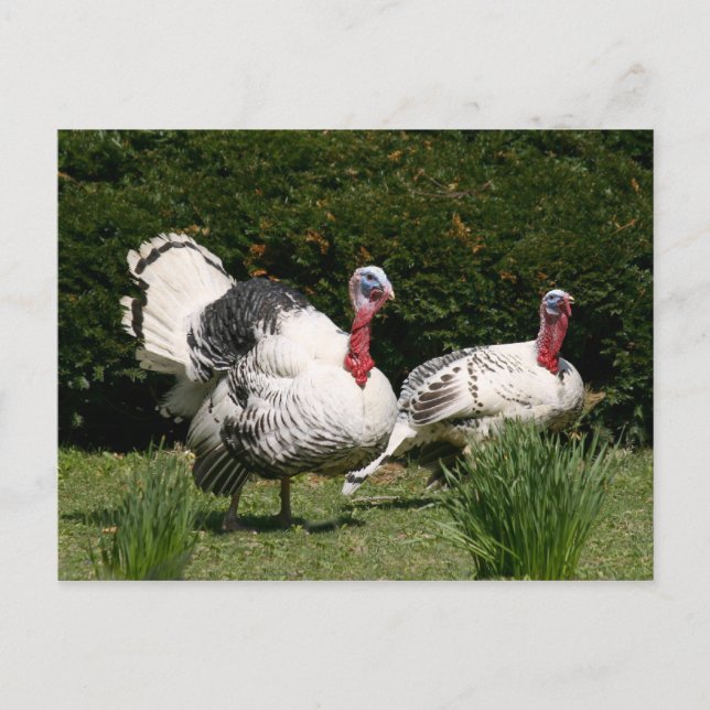 Turkiet-par Vykort (Framsida)