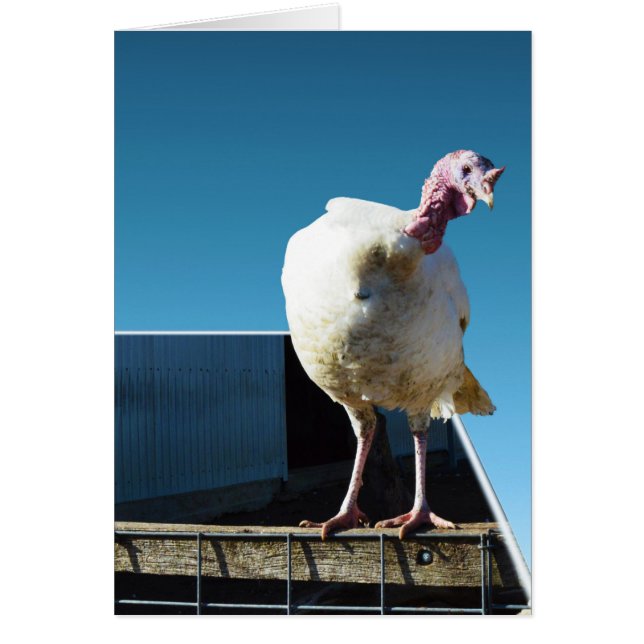 Turkiet Popout Art, Hälsningskort (Framsidan)