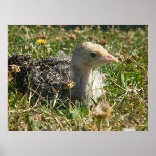 Turkiet Poult Poster