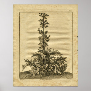 Turkiet rabarberCulpeper växt- tryck 1817