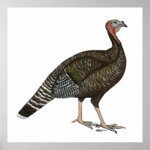 Turkiet: Standard Bronze Hen Poster