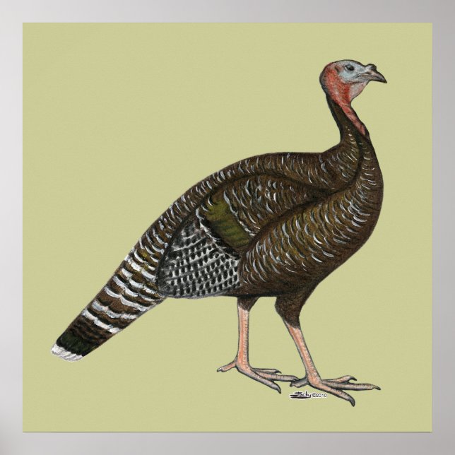 Turkiet: Standard Bronze Hen Poster (Framsidan)